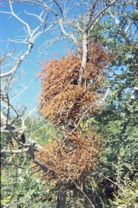 0359 PAINE - cesta od Laguna Amarga.jpg